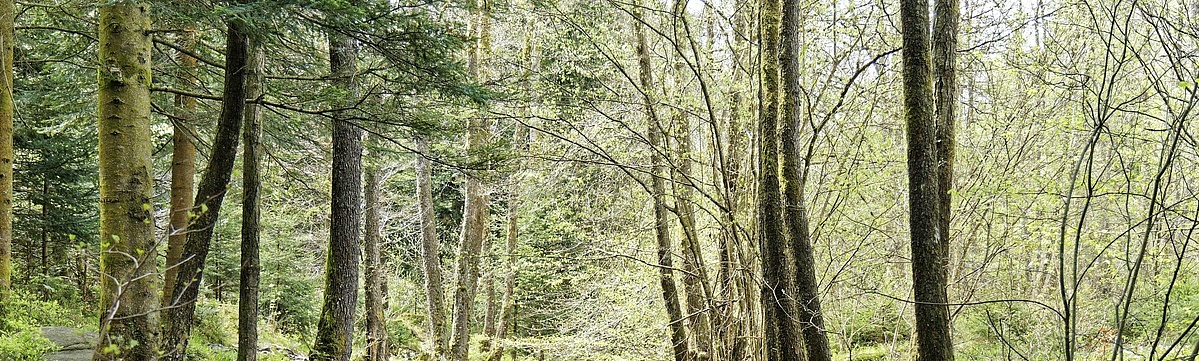 Ein kleiner Fluss plätschert durch einen lichten Wald