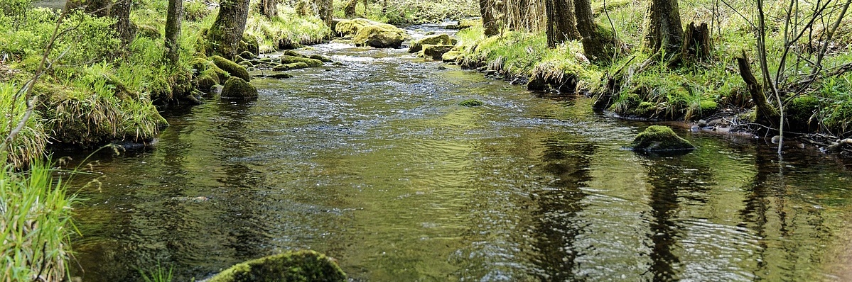  Die Eyach, ein kleiner Fluss am Rande des Schwarzwaldes, plätschert durch einen Wald
