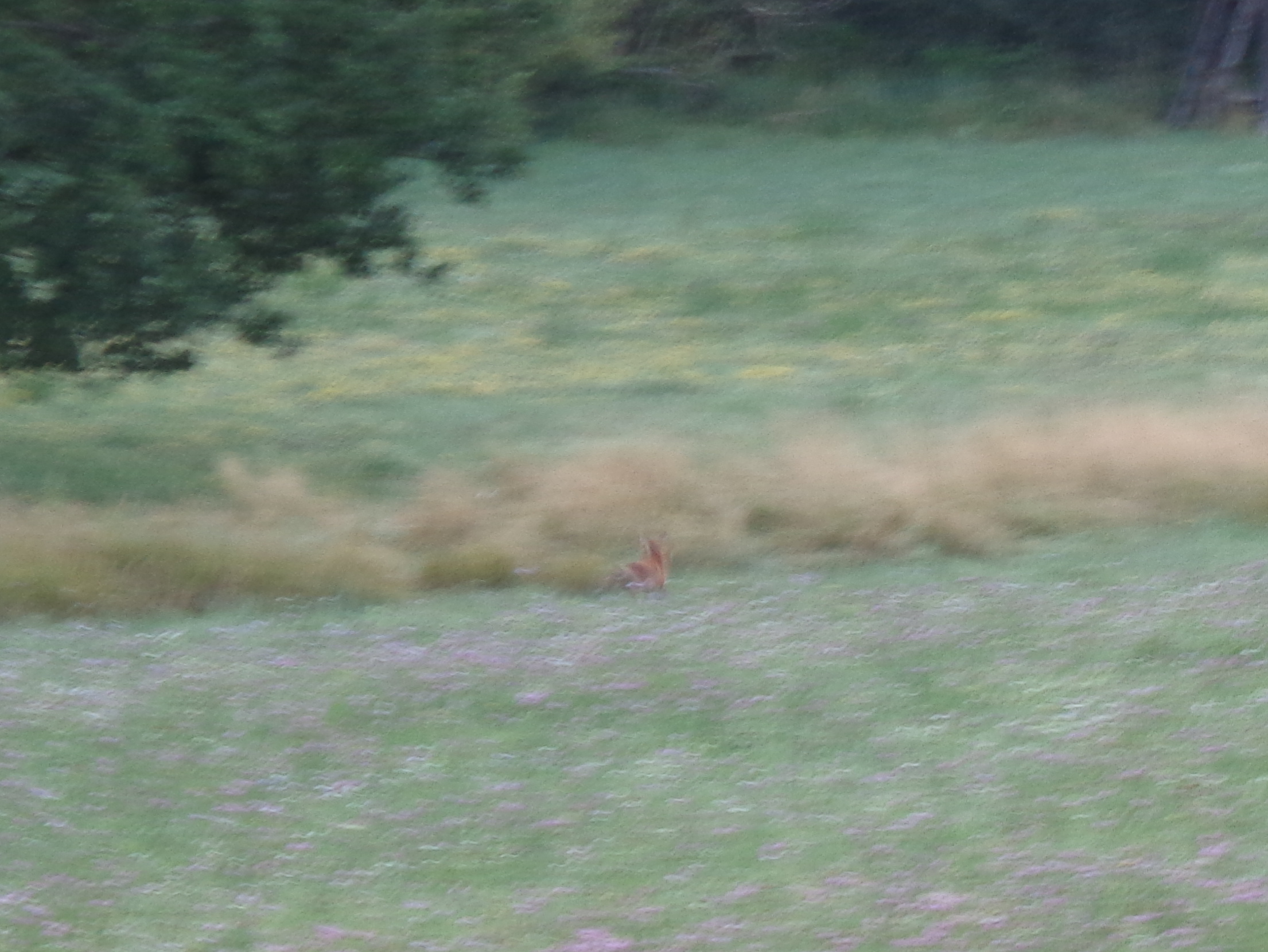 Fast ist der Fuchs nicht zu erkennen Ein Fuchs rennt über die Wiese