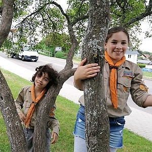 Zwei Wölflinge lachen fröhlich von einem Baum herunter