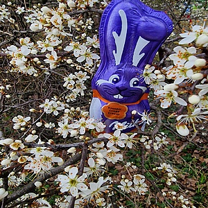 Versteckter Osterhase im Barfußpark Straubenhardt