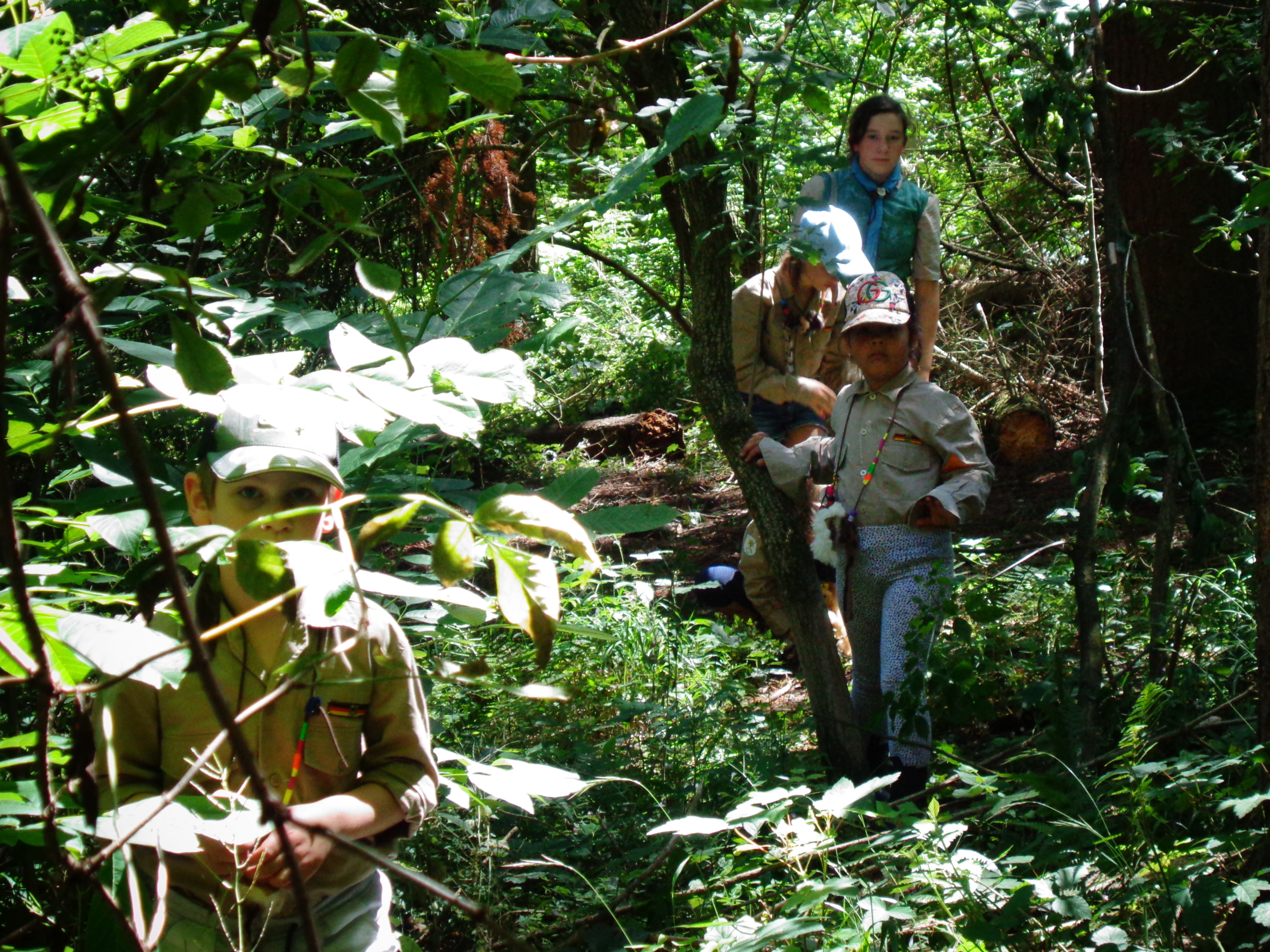 Im Wald schleichen die Wölflinge über schmale Wege.