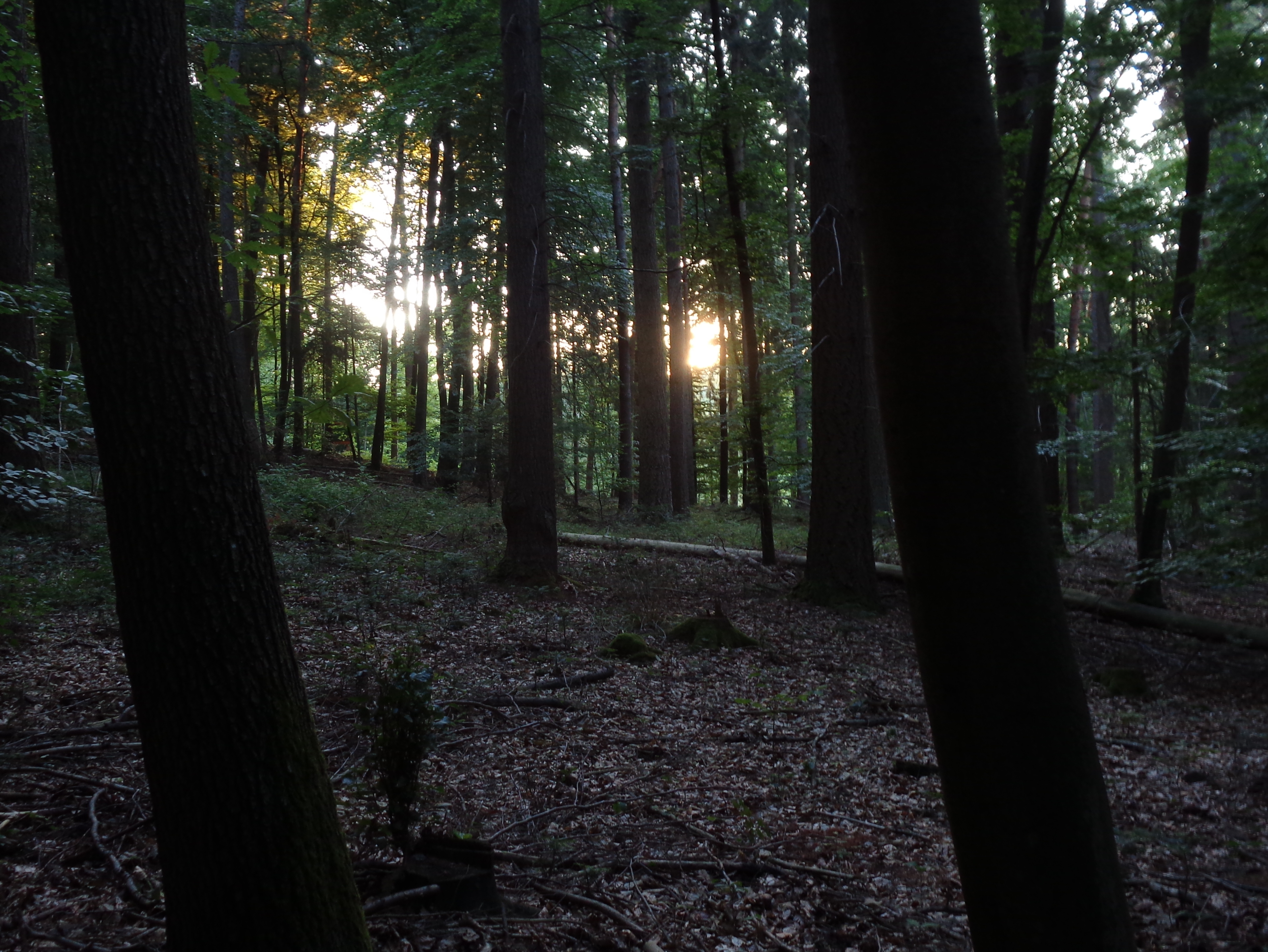 Langsam geht die Sonne auf Sonnenaufgang im Wald