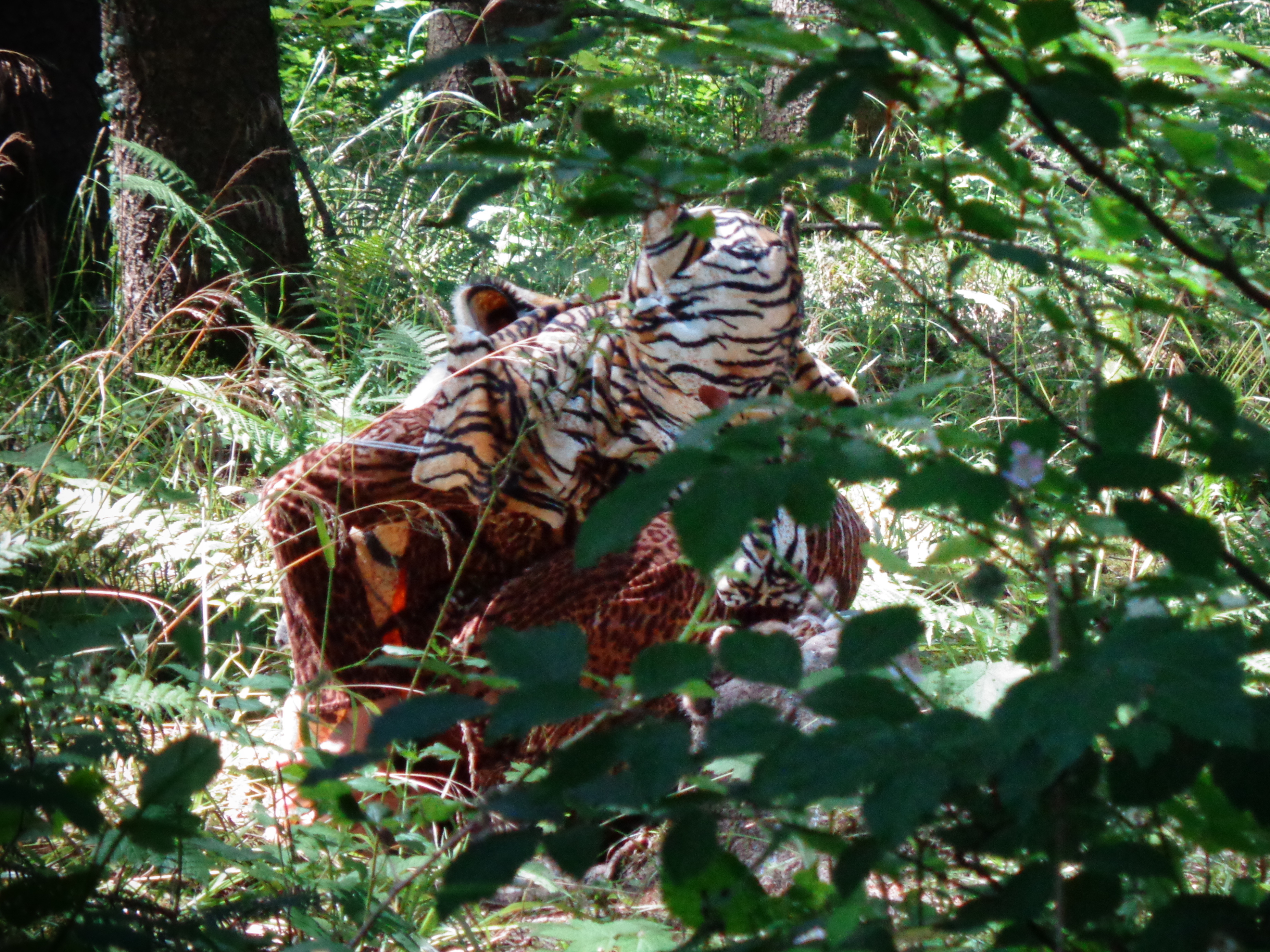 Geschickt haben die Wölflinge den Tiger in die Falle gelockt