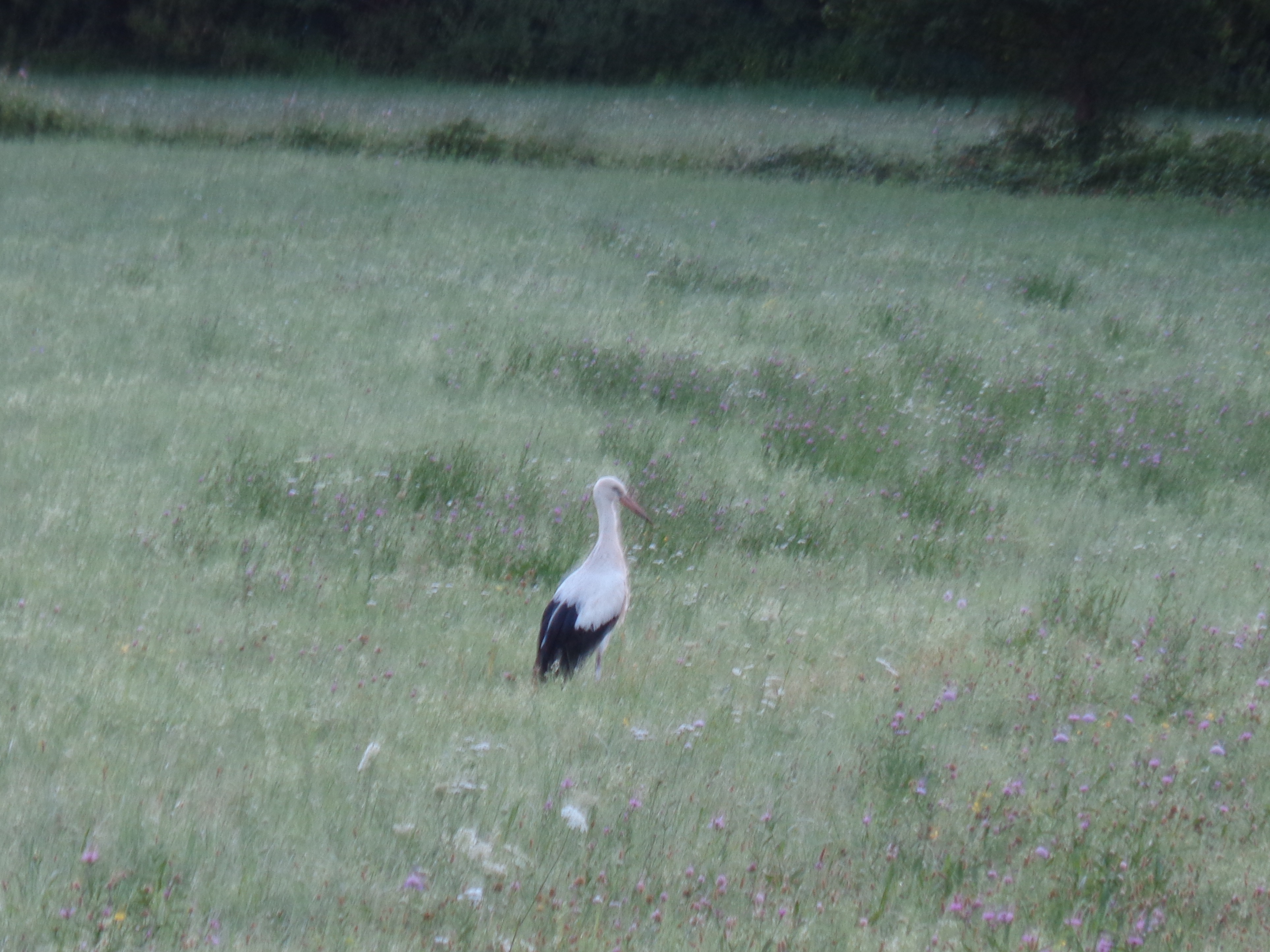 Wir beobachten den Storch auf der Wiese Storch