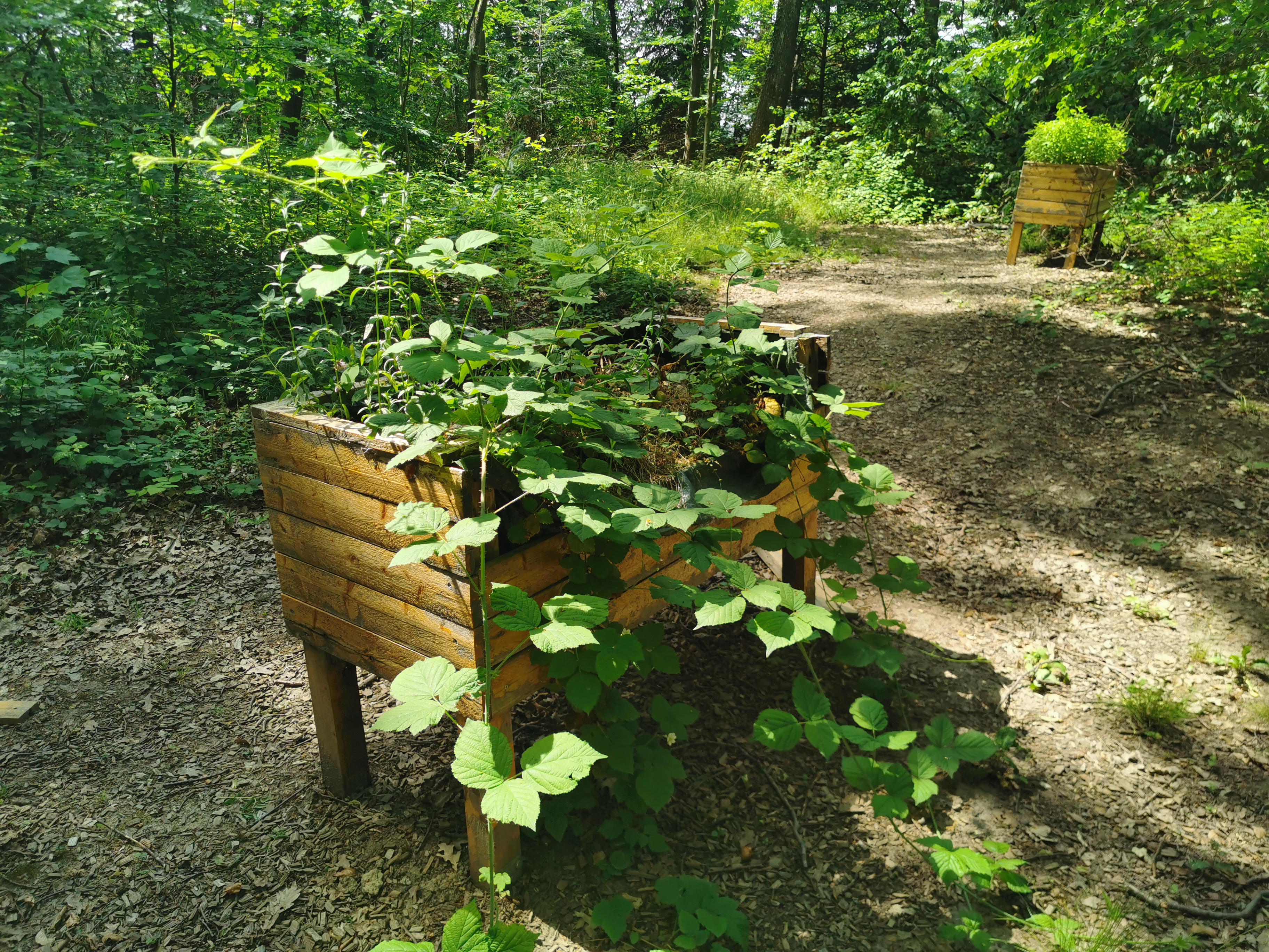 Kräutergarten überwuchert